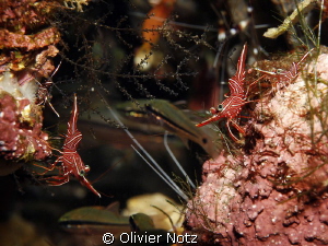 Shrimps
Tulamben Coral Garden, a lot of shrimps on a cle... by Olivier Notz 